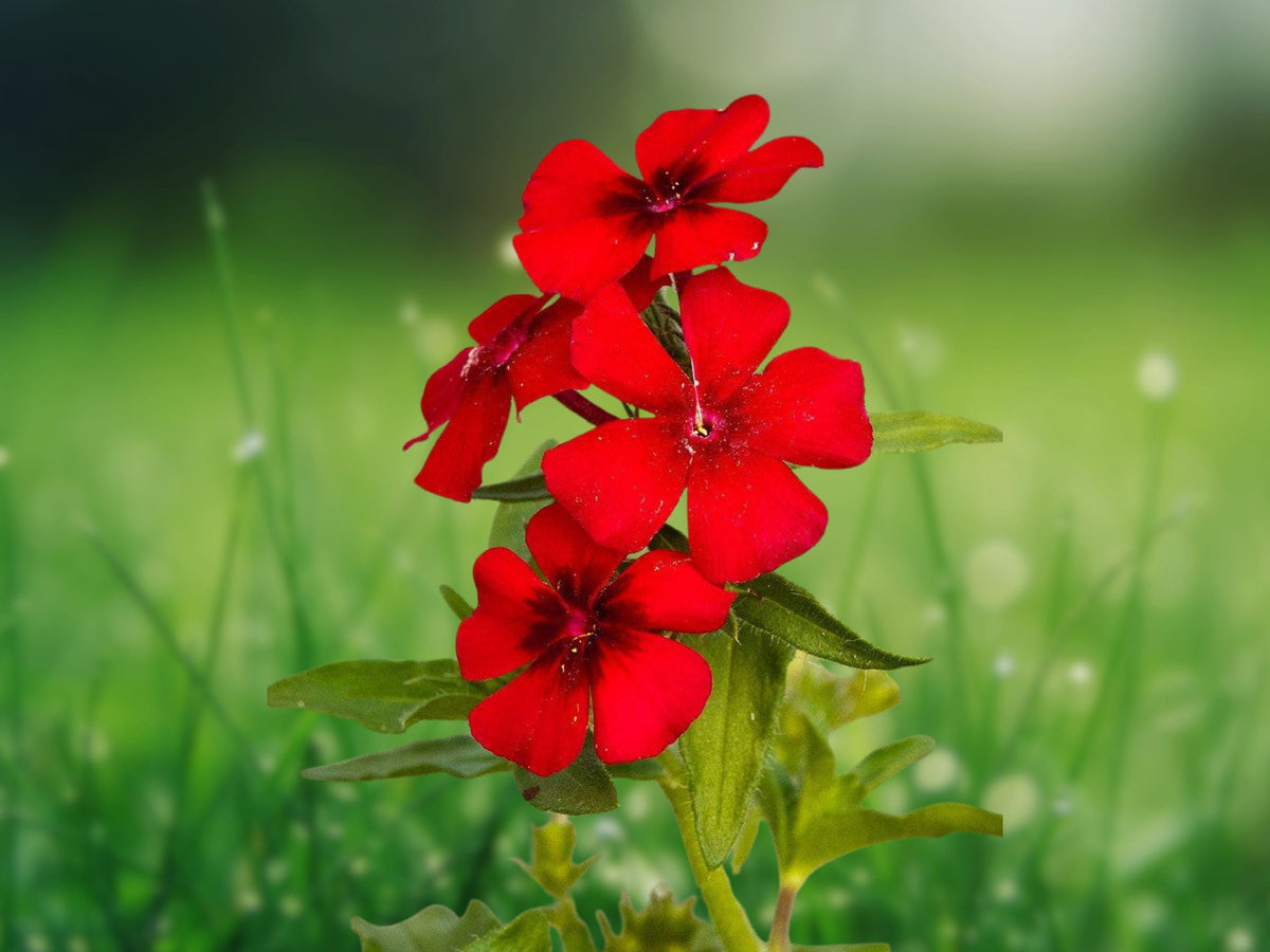 100 Seeds Phlox Drummondii Scarlet Red Heirloom Annual Bright Blooms Easy Grow Pollinator Friendly Cottage Garden Border