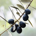 Canino Olive Tree Seeds 20 Pack Edible European Green/Black Fruit Olea Europaea Gardening Seeds