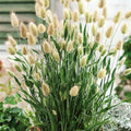 Bunny Tails Seeds 30 Pack - Ornamental Grass Lagarus Ovatus Drought-Tolerant Garden Decoration