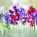 Sweet Pea Seeds - Purple Dream Mix - Fragrant Climbing Vine - Non-GMO - 15 Seeds - Lathyrus odoratus