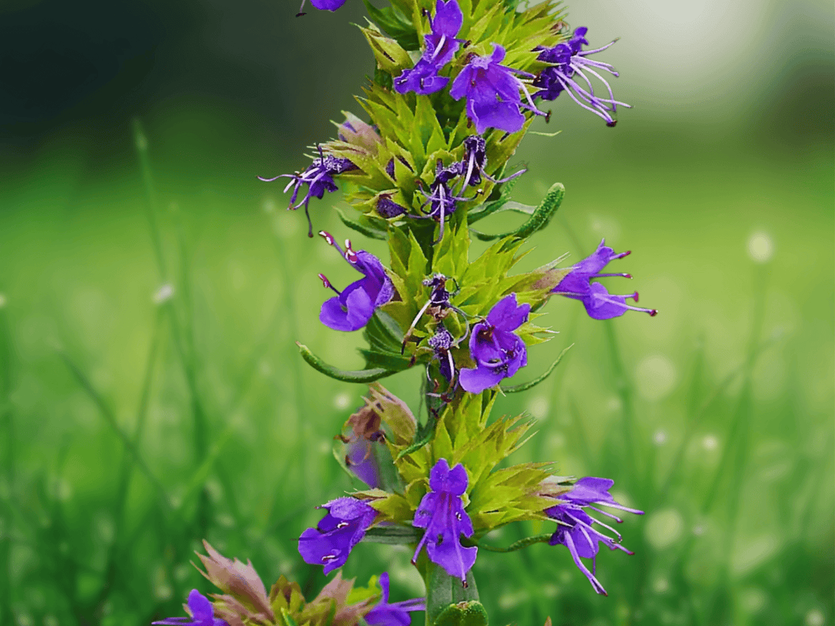 25 Seeds Hyssopus officinalis Hyssop Herb Medicinal Aromatic Perennial