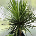 Forest Cabbage Palm Tree Seeds, Cordyline banksii, Tropical Landscape, Hardy, Fast-Growing, Garden Planting, Evergreen, Ornamental