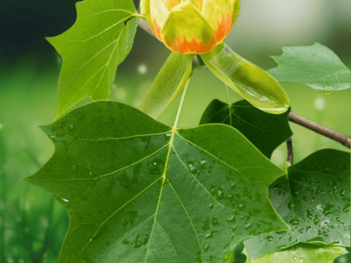 10 Seeds Liriodendron tulipifera Tulip Tree Seeds