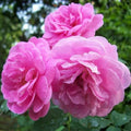 Rosa Damascena Cuttings - 10 Fresh Fragrant Rose Variety for Garden or Home Use