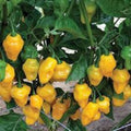 Trinidad Perfume Pepper Seeds - 10 Pack, Capsicum chinense, Hot Chili Pepper for Growing Your Own Food, Spicy Culinary Use