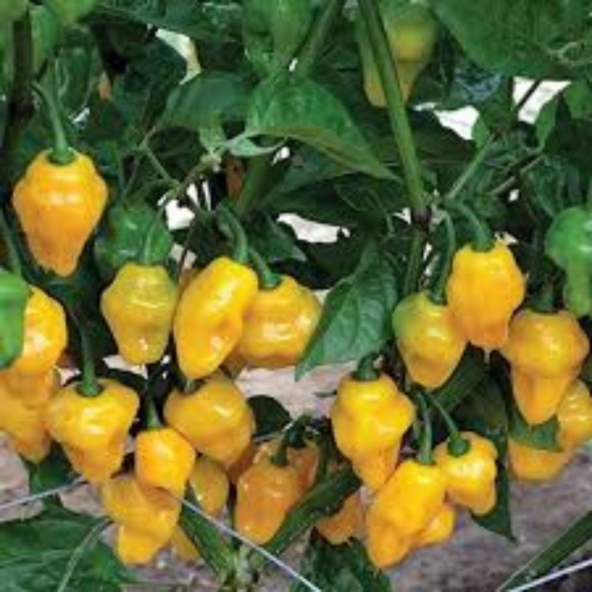 Trinidad Perfume Pepper Seeds - 10 Pack, Capsicum chinense, Hot Chili Pepper for Growing Your Own Food, Spicy Culinary Use