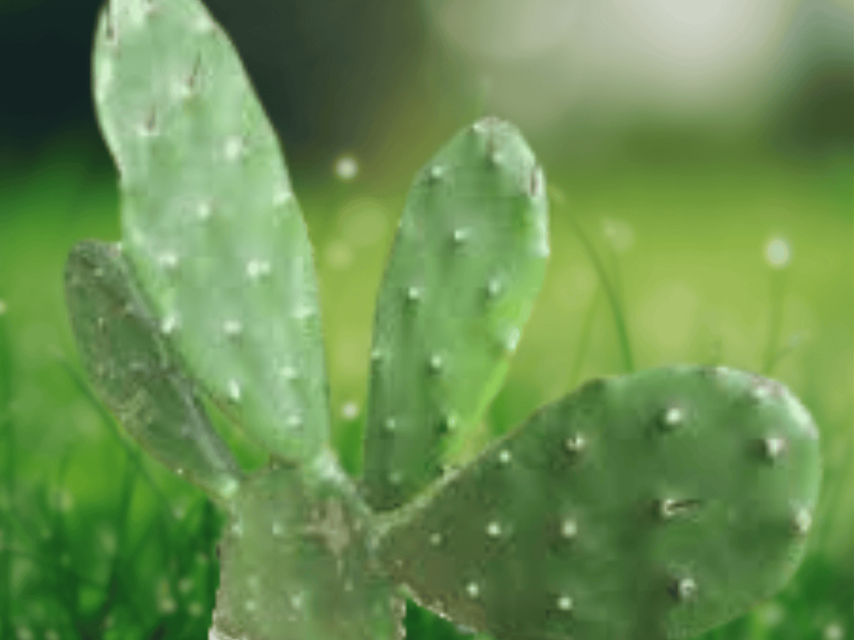 5 Seeds Opuntia sanguinicola Prickly Pear Cactus