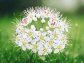 5 Live Plants Ninebark Physocarpus opulifolius Shrub Starter 12 Inch Tall