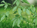 5 Seeds Gynostemma pentaphyllum Sweet Tea Vine Perennial Herb
