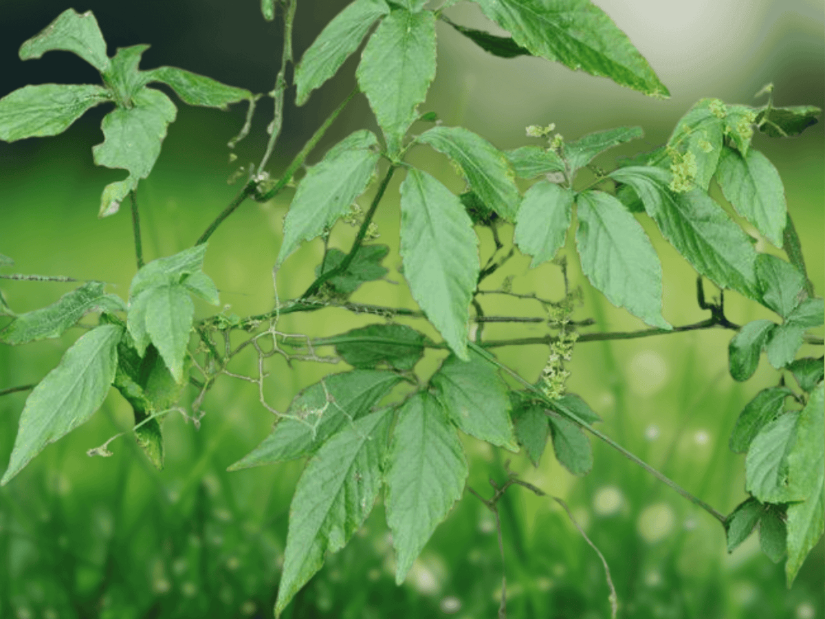 5 Seeds Gynostemma pentaphyllum Sweet Tea Vine Perennial Herb