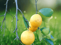 5 Seeds Citrus Ujukitsu Sweet Lemon Fruit Tree
