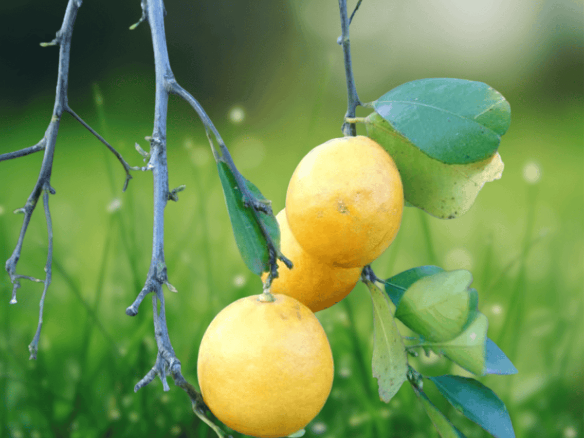 5 Seeds Citrus Ujukitsu Sweet Lemon Fruit Tree