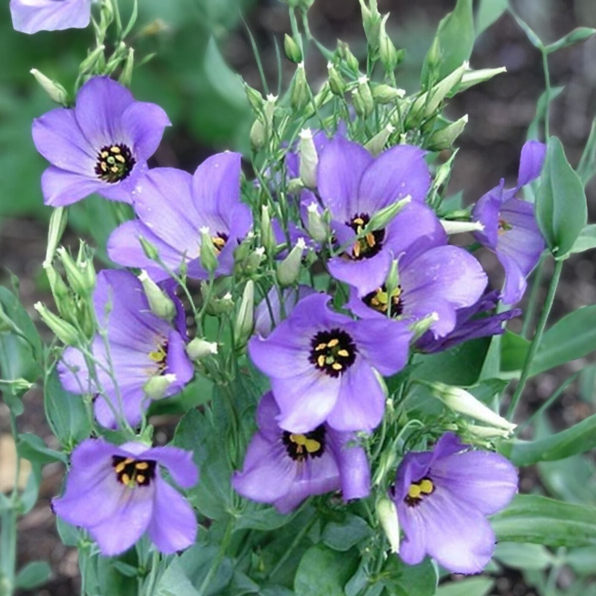 Lisianthus Seeds 125-5000 Count Starlight Lilac Non-GMO Heirloom Eustoma Grandiflorum Flower Seeds