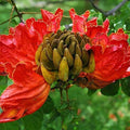 African Tulip Tree Seeds 30 Pack - Flame Tree - Spathodea campanulata - Ornamental Flowering Tree Seeds