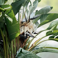 White Bird of Paradise Plant - Large Live Indoor Tropical Houseplant - Strelitzia reginae - Exotic Home Decor