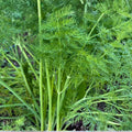 Dill Seeds 25+ Heirloom Mammoth Long Island Non-GMO Anethum graveolens Culinary Spice