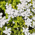 White Plumbago Plant 1 Gal - Plumbago auriculata - Vibrant Sky Flower - Attracts Butterflies - Live Garden Plant