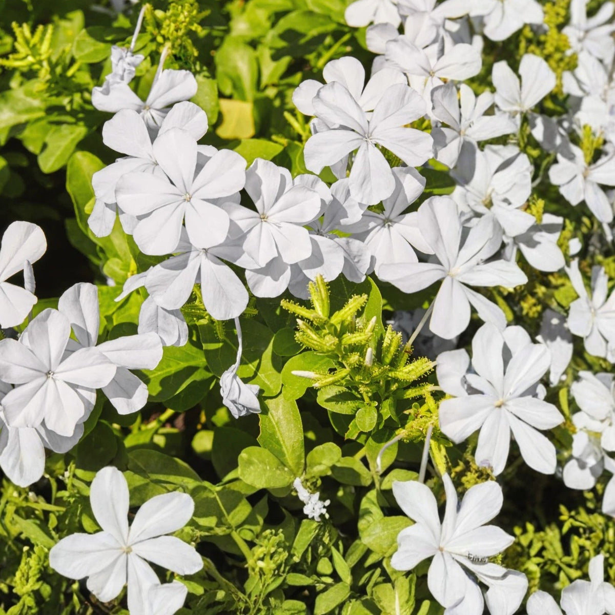 White Plumbago Plant 1 Gal - Plumbago auriculata - Vibrant Sky Flower - Attracts Butterflies - Live Garden Plant