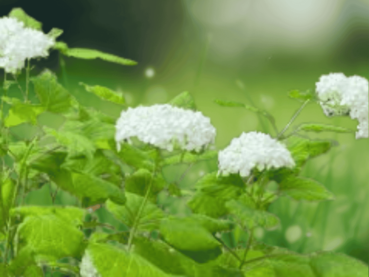 1 Live Plant Hydrangea Annabelle Starter Shrub White Blooms Shade Garden