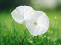 10 Seeds Ipomoea cairica Alba Five Fingered Morning Glory