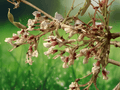10 Seeds Desmodium oojeinense Sandan Tree Ornamental Tropical Tree