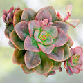 Echeveria Chroma Succulent Plant - Colorful Easy-Care Indoor Flowering Plant - Echeveria 'Chroma'