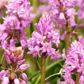 Spanish Pinkbell Bulbs 10 Count - Pink Flowers - Alstroemeria pulchella - Perennial Flower Bulbs for Garden Planting