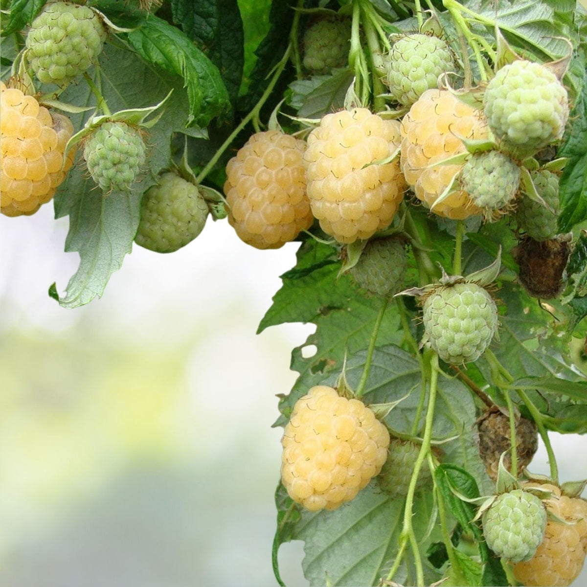 Zone 4 Raspberry Plants Yellow Anne Raspberry Starter Plant - Live Plant for Zones 4-9 - Rubus ...