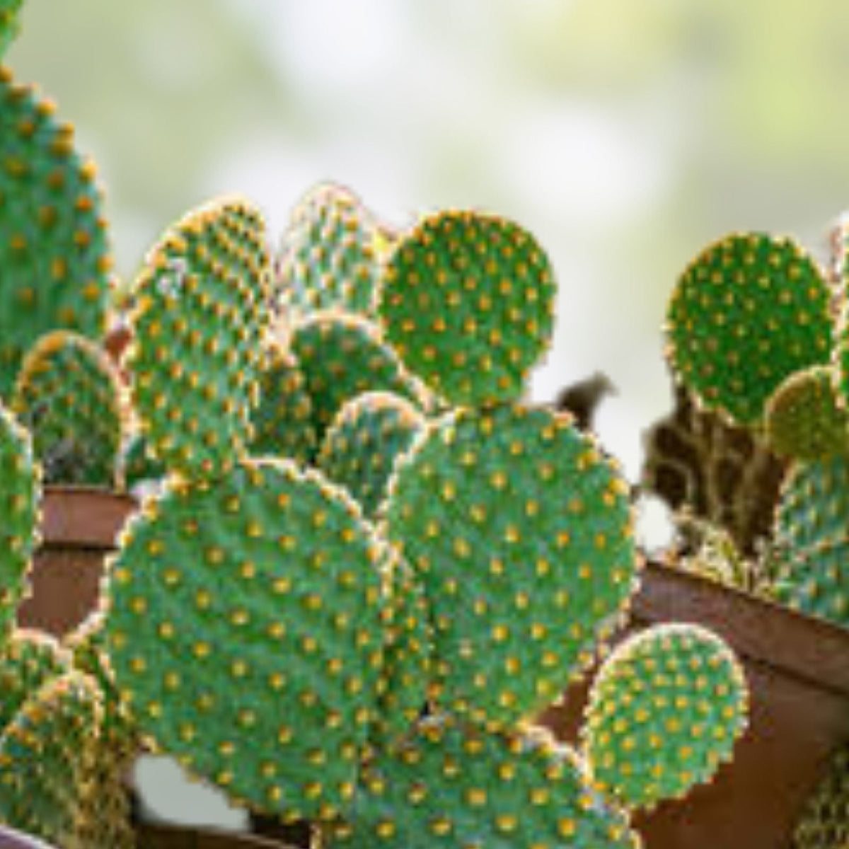 Opuntia Microdasys Cactus Cutting Lot | Cylindropuntia Campii Succulent Segments for Propagation