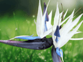 5 Seeds Strelitzia nicolai White Bird of Paradise Tropical Ornamental