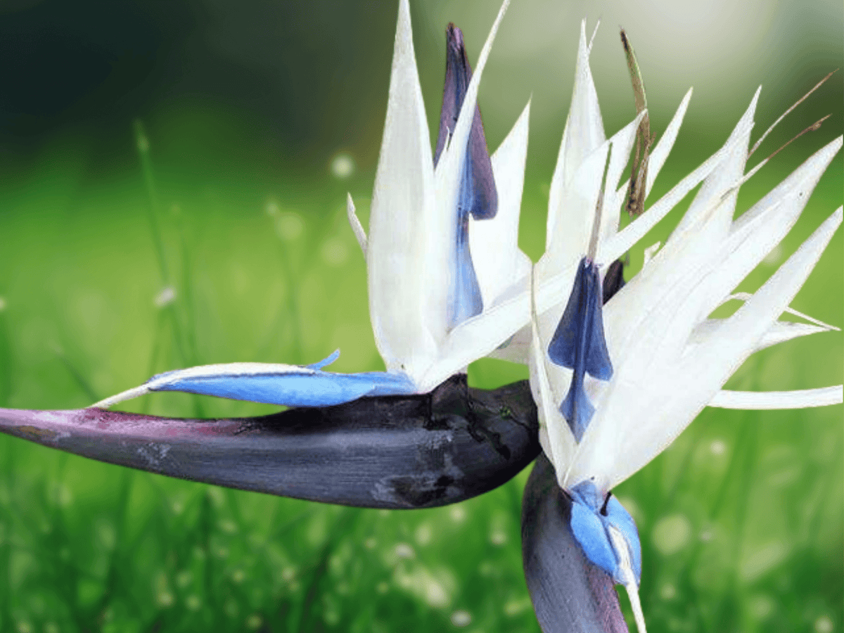 5 Seeds Strelitzia nicolai White Bird of Paradise Tropical Ornamental