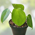 Philodendron Rogusom Top Cutting | Pig Skin Variety | Rooted Indoor Plant for Gardening