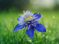25 Seeds Double Blue Clematis Perennial Climbing Vine Deep Violet Blue Blooms Hardy Flowering Vine Garden Trellis Balcony Ornamental