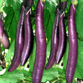 Long Purple Eggplant Seeds – 150+ Non-GMO Heirloom Seeds for Planting | Solanum melongena