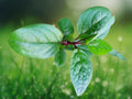 100 Seeds Basella alba Green Malabar Spinach Organic Vining Leafy Vegetable for Garden Trellis