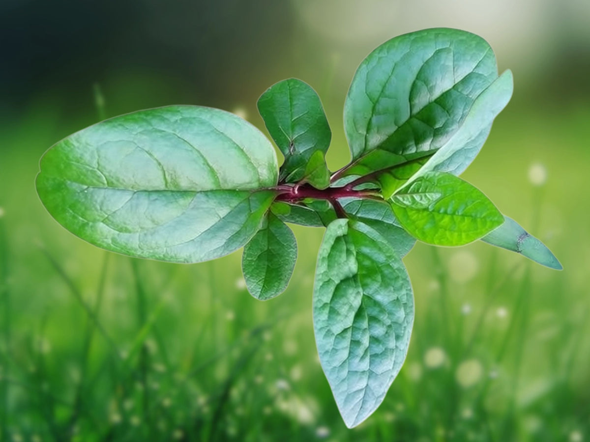 100 Seeds Basella alba Green Malabar Spinach Organic Vining Leafy Vegetable for Garden Trellis