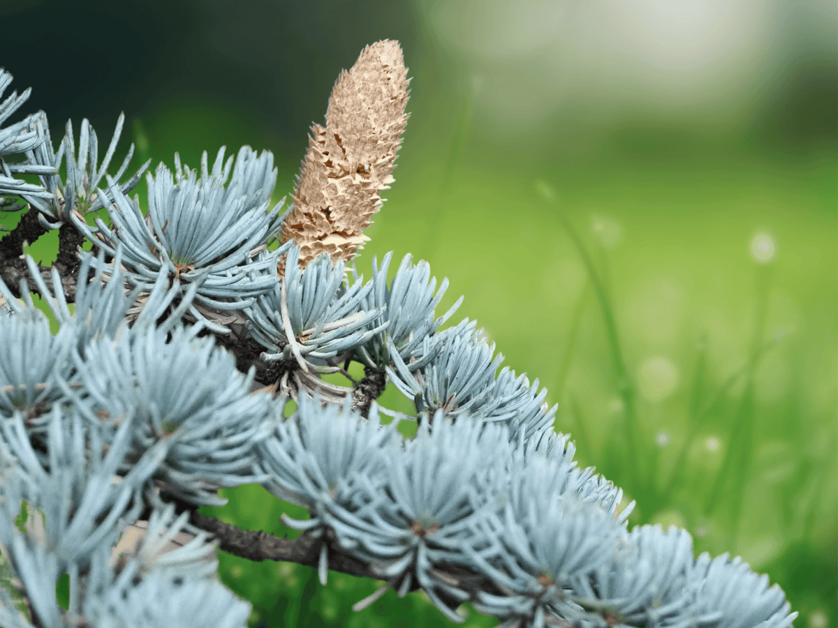 5 Seeds Cedrus atlantica Atlas Mountain Cedar Evergreen Blue Green Conifer Tree