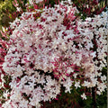 Live Pink Jasmine Plant 6" Vine, Fragrant Climbing Jasmine, Jasminum Polyanthum, Indoor Outdoor Garden Plant