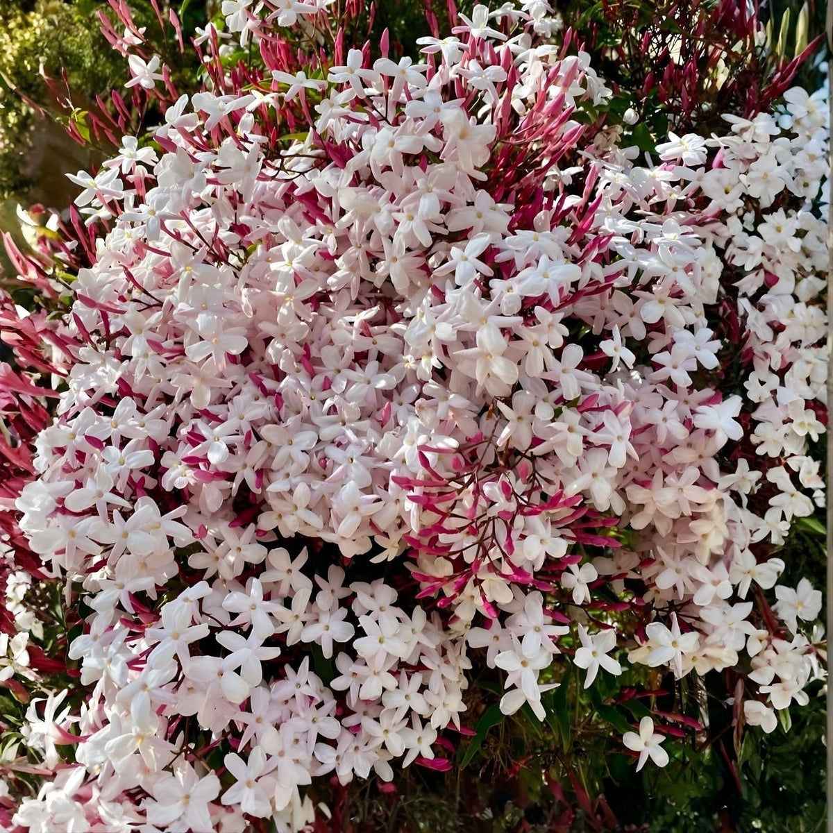 Live Pink Jasmine Plant 6" Vine, Fragrant Climbing Jasmine, Jasminum Polyanthum, Indoor Outdoor Garden Plant