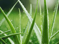 1 Live Aloe Vera Starter Plant Aloe barbadensis Miller Succulent Indoor Outdoor Container Patio