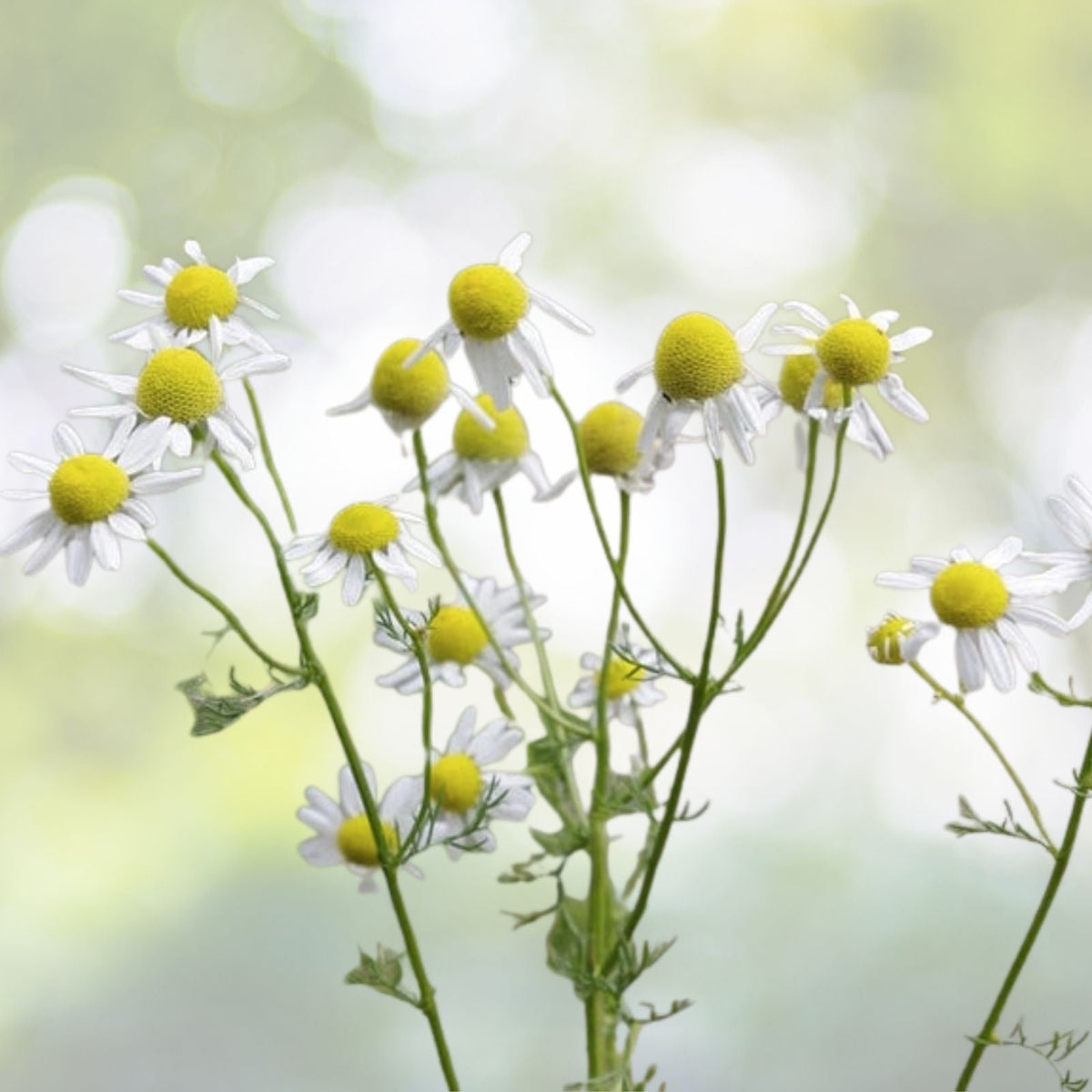 German Chamomile Seeds - Heirloom NON-GMO - Fresh Garden Seeds - Matricaria chamomilla