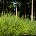 Austree Hybrid Willow Hedge Cuttings – 25 Fast-Growing Privacy Trees for Screens and Windbreaks – Salix x sepulcralis