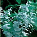 Eucalyptus Seeds for Planting 50 Pack - Cut Flowers & Decor - Eucalyptus globulus - Botanical Seeds for Gardening