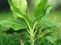5 Seeds Ensete glaucum Snow Banana