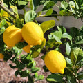 Meyer Lemon Tree 2 Gallon Pot - Citrus x meyeri - Healthy Indoor/Outdoor Plant for Home Gardening