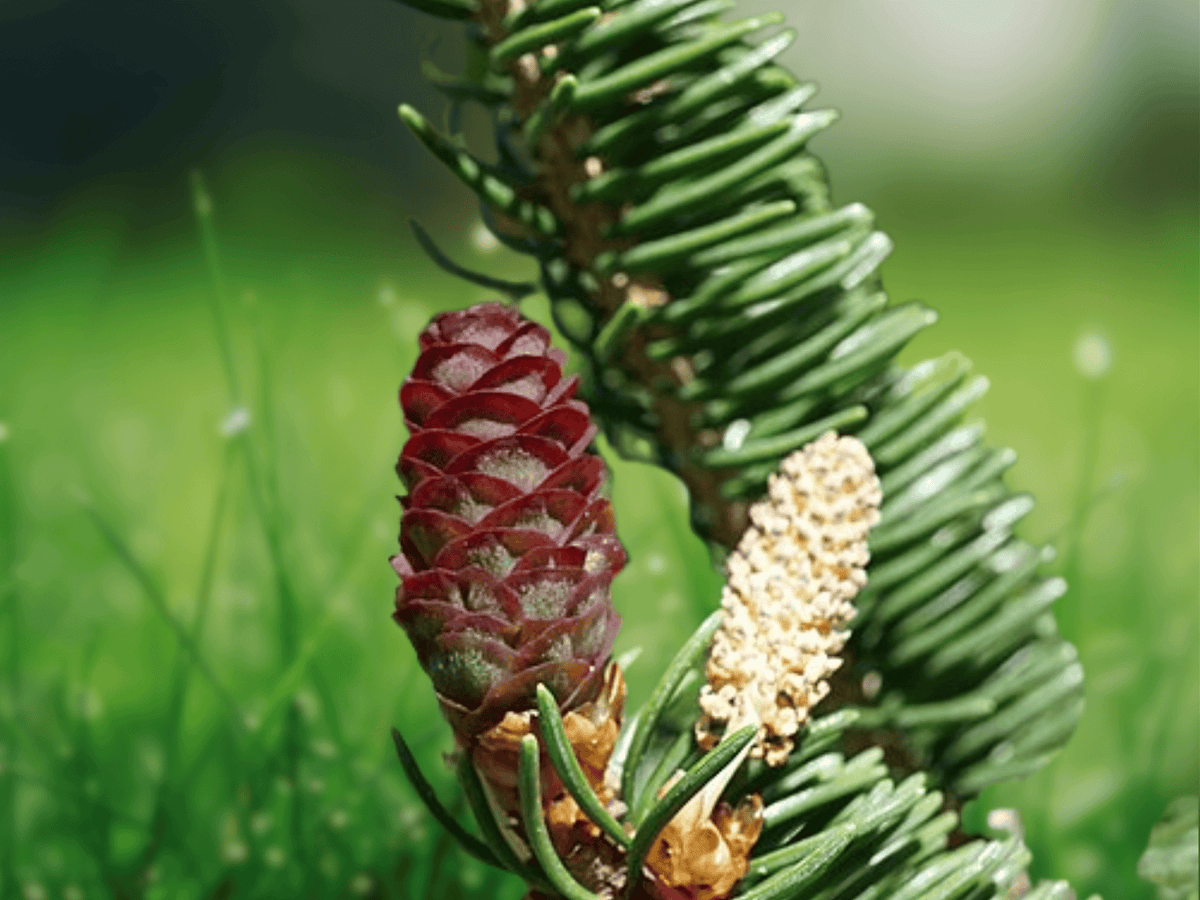 5 Seeds Picea wilsonii (Wilson Spruce) Hardy Evergreen Conifer