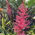 Bromeliad Plant 8" Pot Neoregelia Johannis Variegated Green & White Foliage with Pink Tips, Neoregelia Johannis