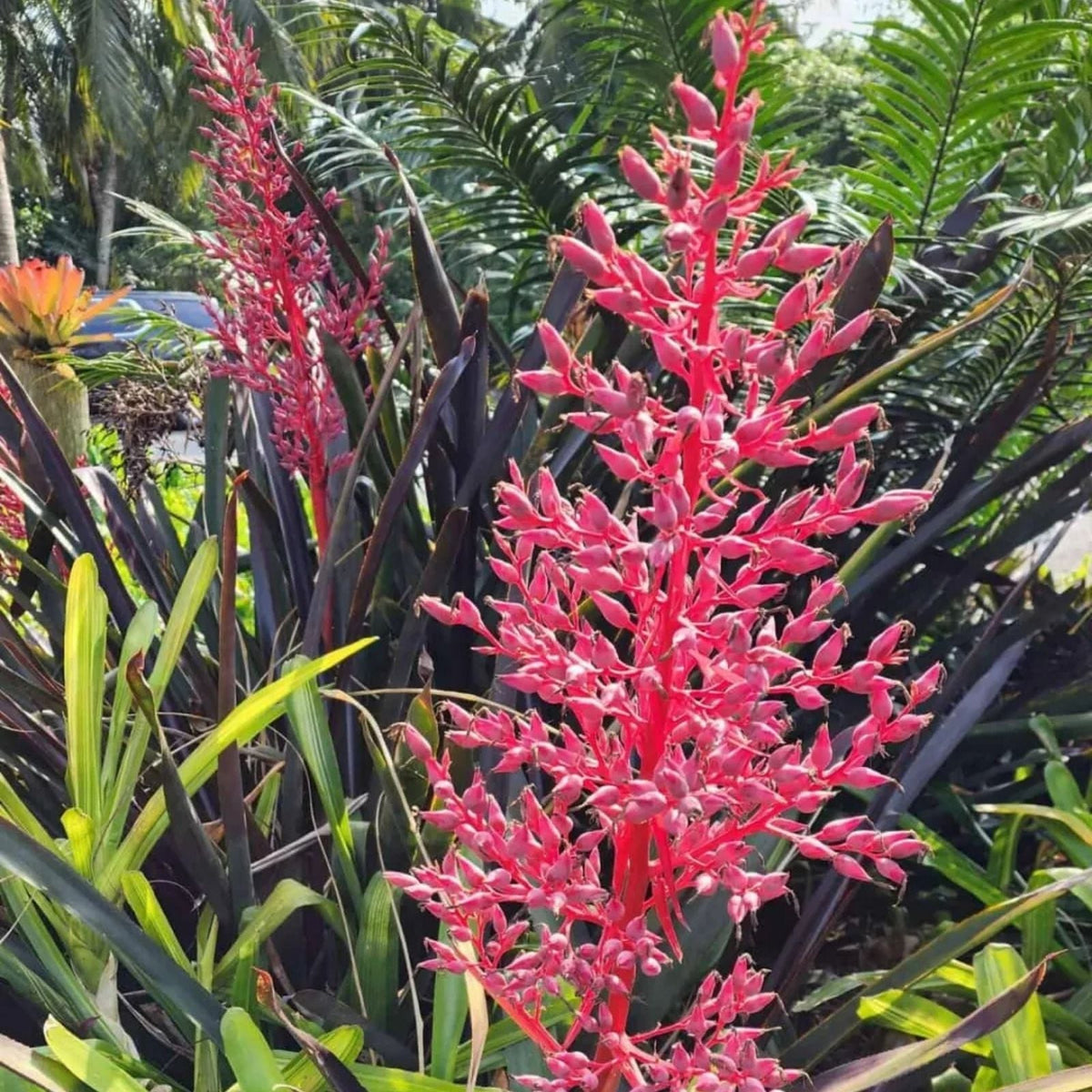 Bromeliad Plant 8" Pot Neoregelia Johannis Variegated Green & White Foliage with Pink Tips, Neoregelia Johannis