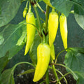 Sweet Banana Pepper Seeds - Heirloom Non-GMO 500 Seeds - Capsicum annuum, Yellow, Mild Pepper Seeds