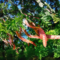 Thornless Honey Locust Seeds (20 Seeds) - Gleditsia triacanthos Inermis - Ideal for Planting, Drought-Resistant Tree